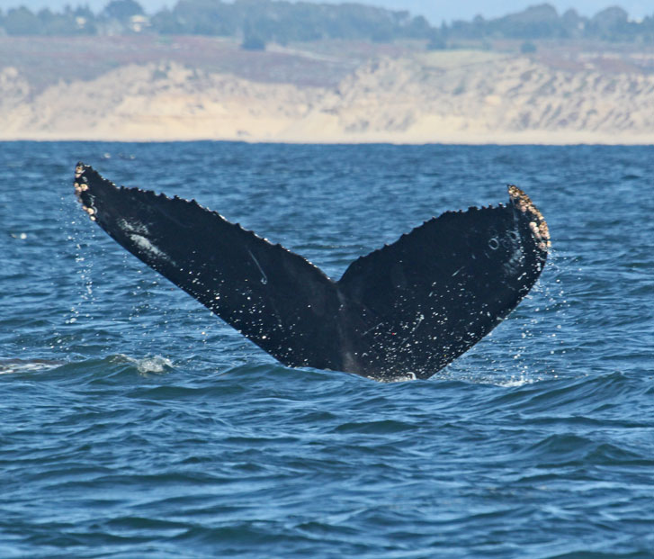 Humpback Whale
