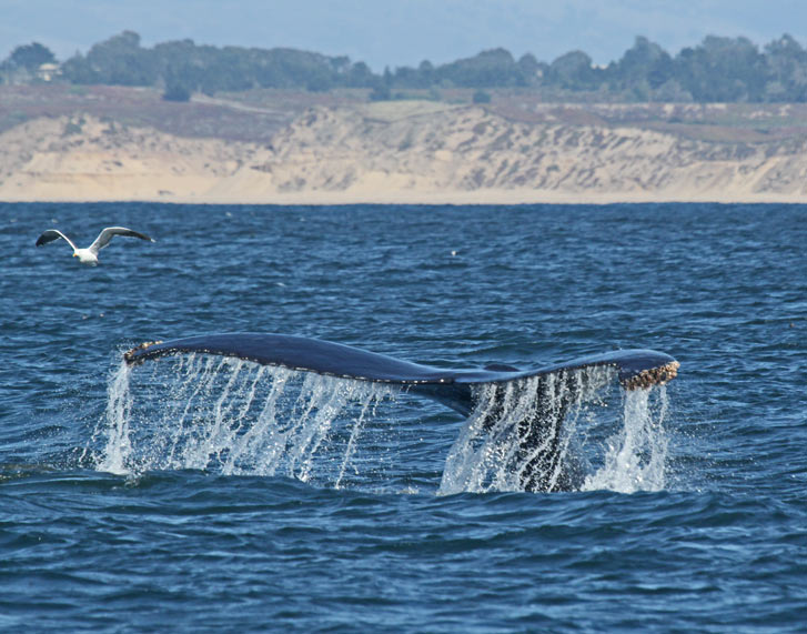Humpback Whale