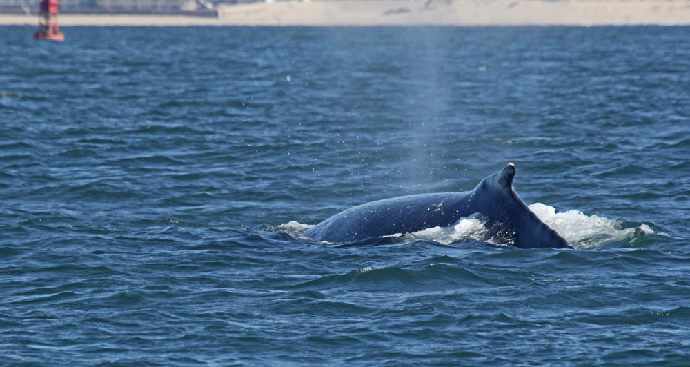 Humpback Whale