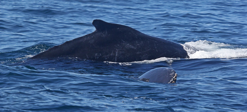 Humpback Whale