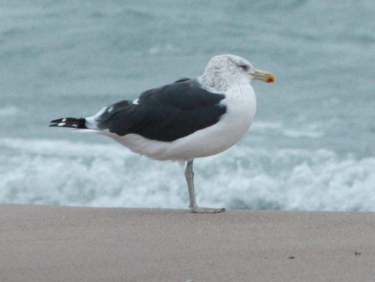 hybrid gull