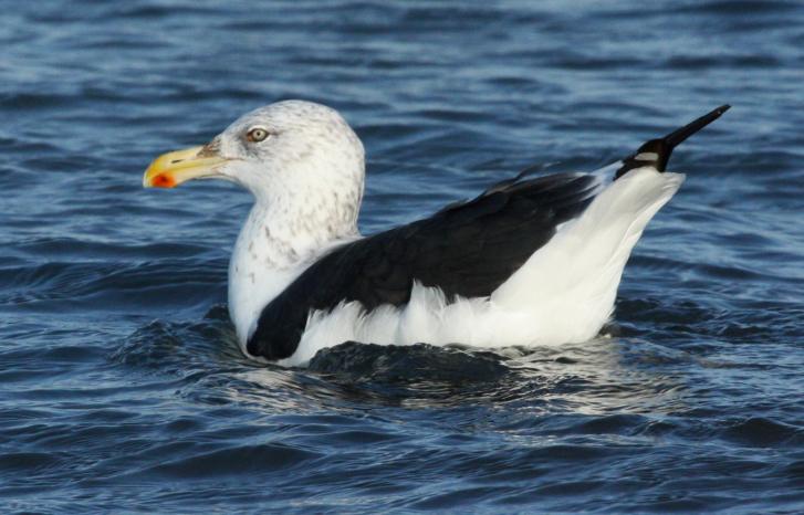 hybrid gull