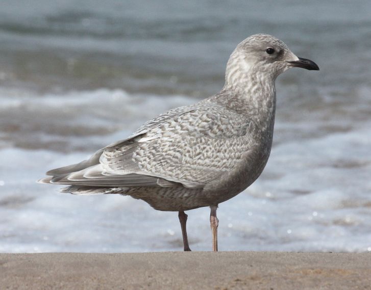Kumlien's Iceland Gull Photo 2