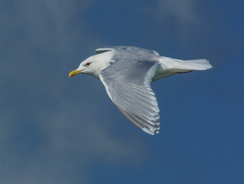 Iceland Gull - adult