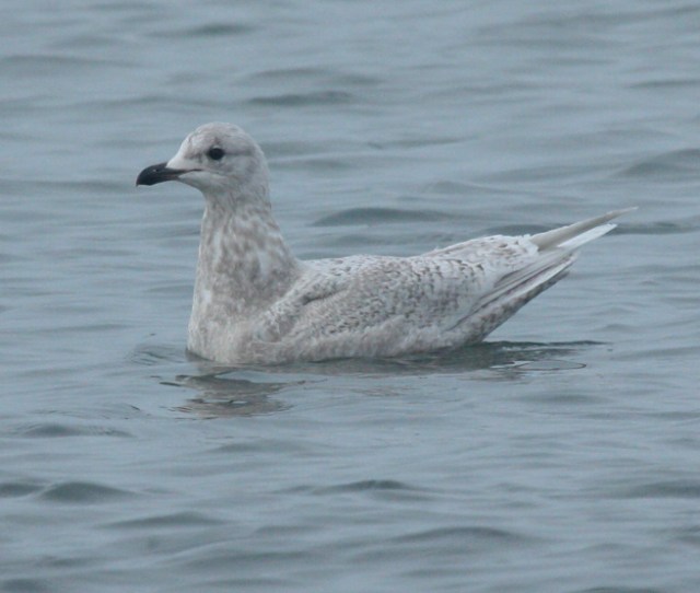 Kumlien's Iceland Gull Photo 6