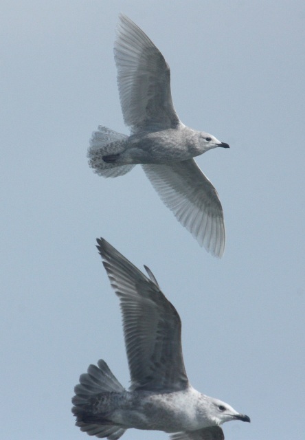 Kumlien's Iceland Gull Photo 6