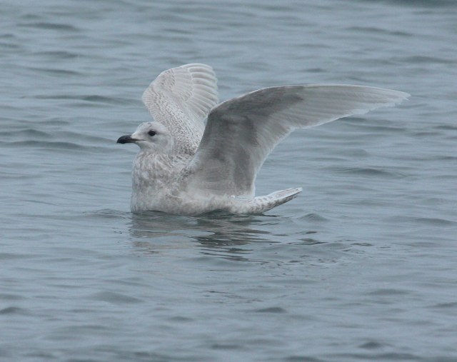 Kumlien's Iceland Gull Photo 8