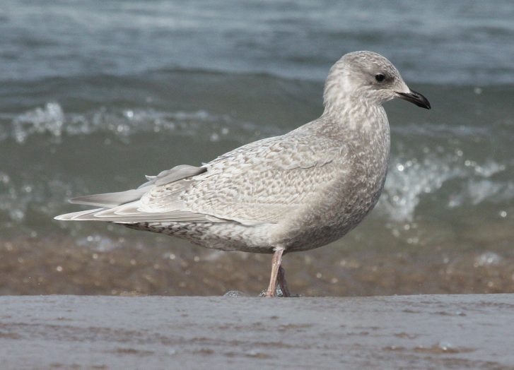 Kumlien's Iceland Gull Photo 4