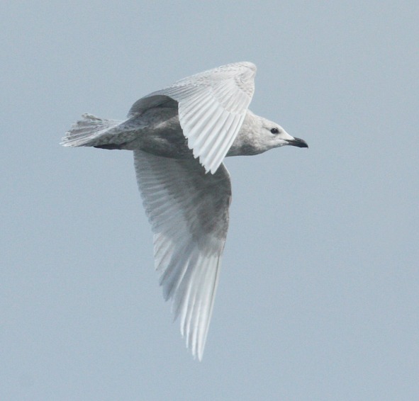 Kumlien's Iceland Gull Photo 3