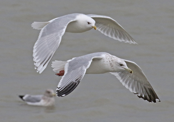 Kumlien's Iceland Gull