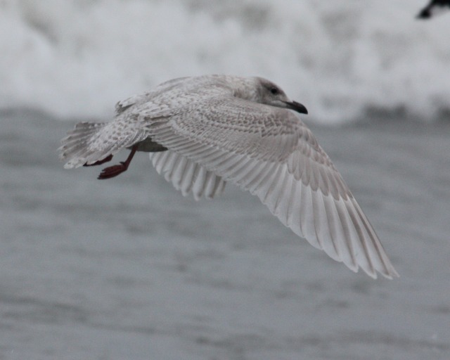 Iceland Gull (1st cycle)