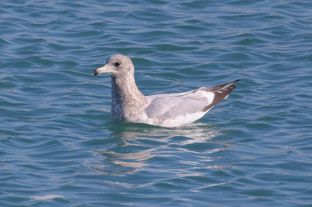 Iceland Gull 