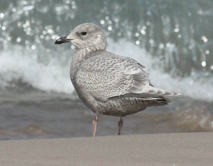 Kumlien's Iceland Gull Photo 3