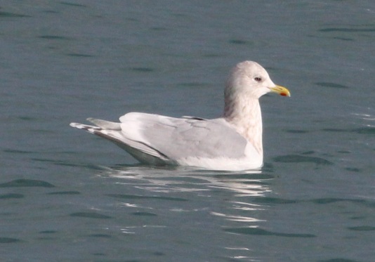 Kumlien's Iceland Gull Photo 2