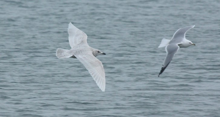Kumlien's Iceland Gull Photo 10