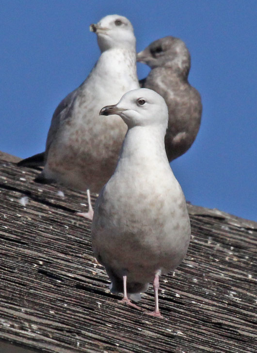 Kumlien's Iceland Gull Photo 2