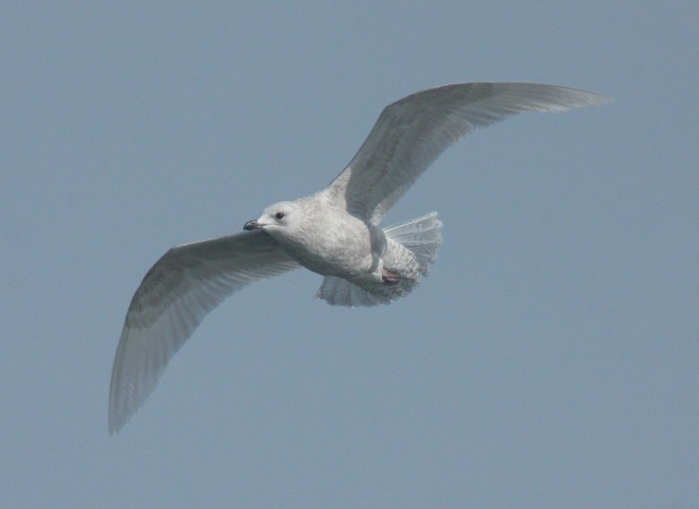 Kumlien's Iceland Gull Photo 4