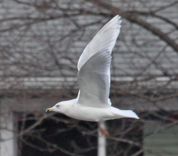 Kumlien's Iceland Gull (3rd cycle in flight)