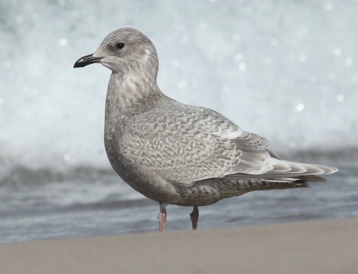 Kumlien's Iceland Gull Photo 1