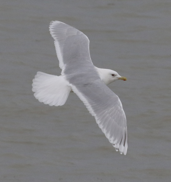 Kumlien's Iceland Gull