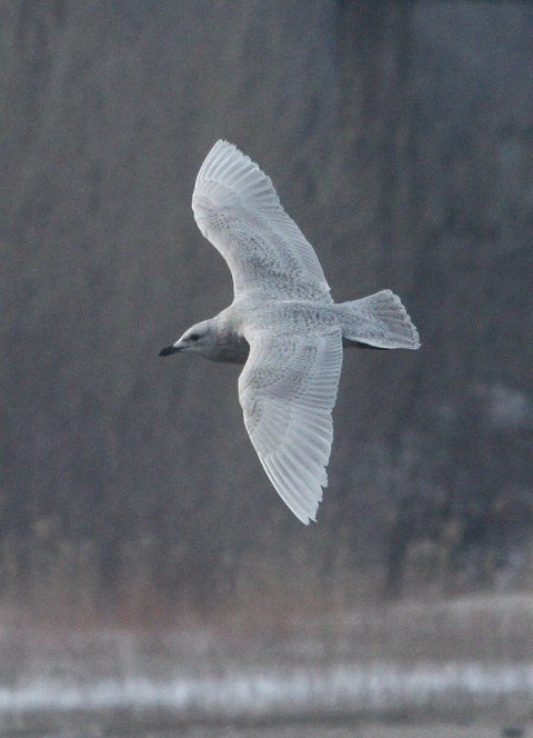 Kumlien's Iceland Gull Photo 9