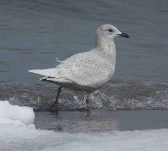 Kumlien's Iceland Gull Photo 11