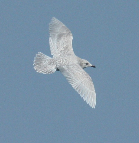 Kumlien's Iceland Gull Photo 5
