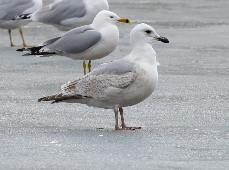 Iceland Gull 