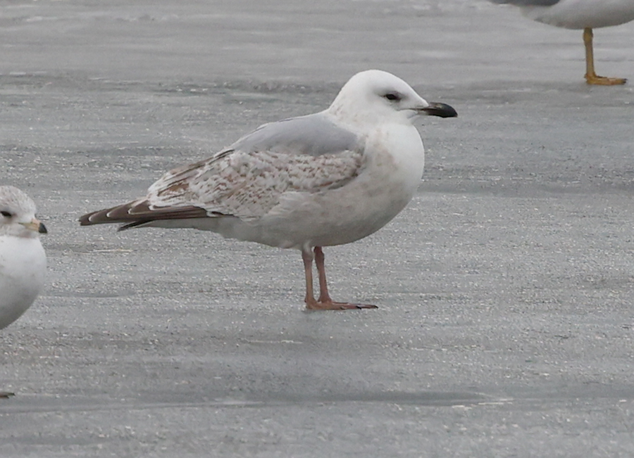 Iceland Gull 