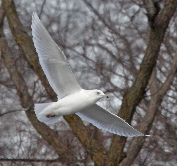 Kumlien's Iceland Gull (3rd cycle in flight)