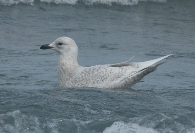 Kumlien's Iceland Gull Photo 12
