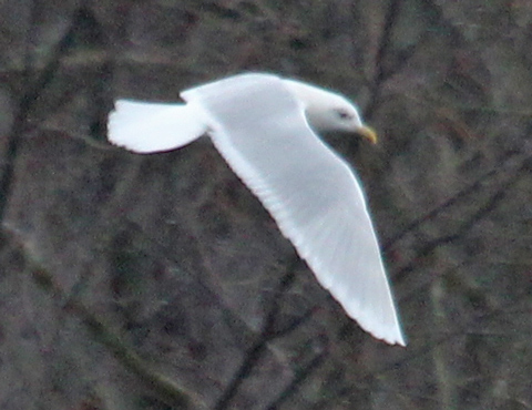 Iceland Gull (adult nominate)