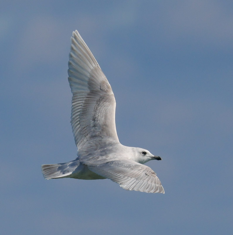 Iceland Gull (1st cycle)