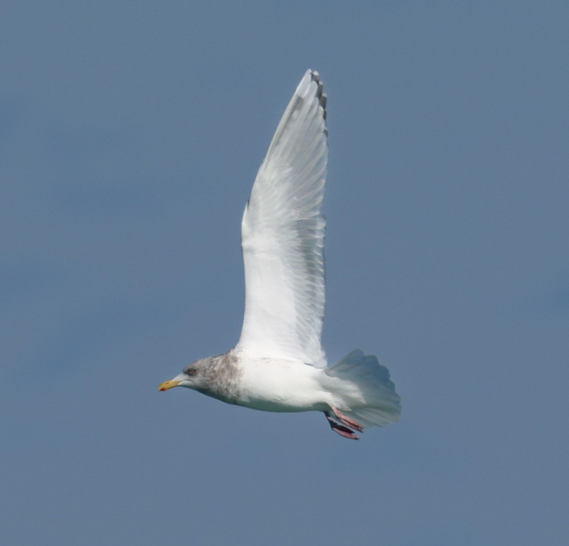 Iceland Gull 