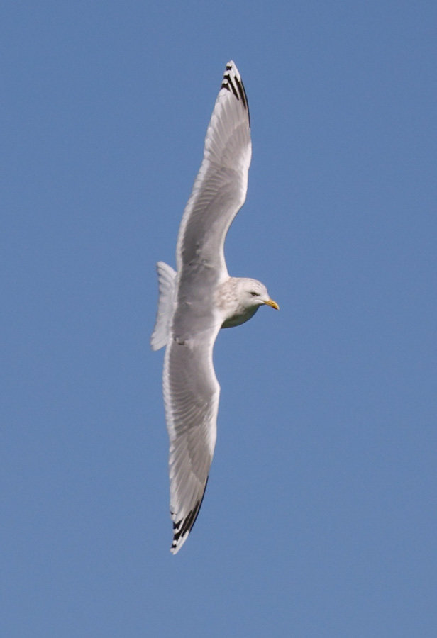 Iceland Gull 