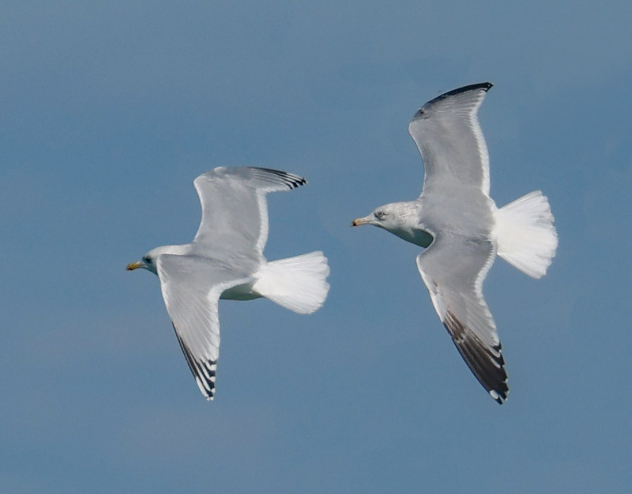 Iceland Gull 