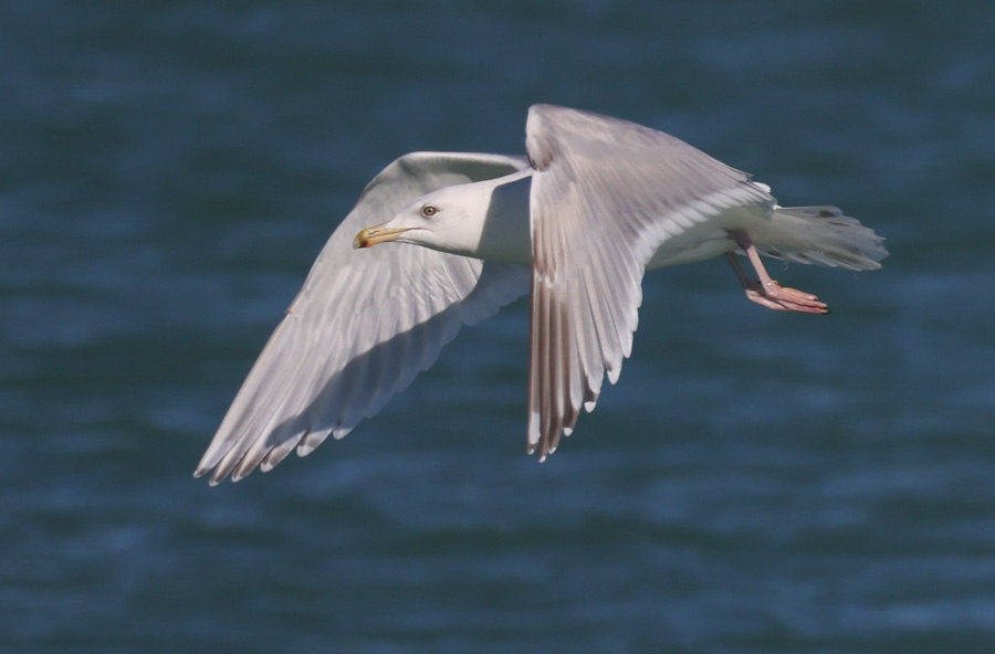 Iceland Gull 