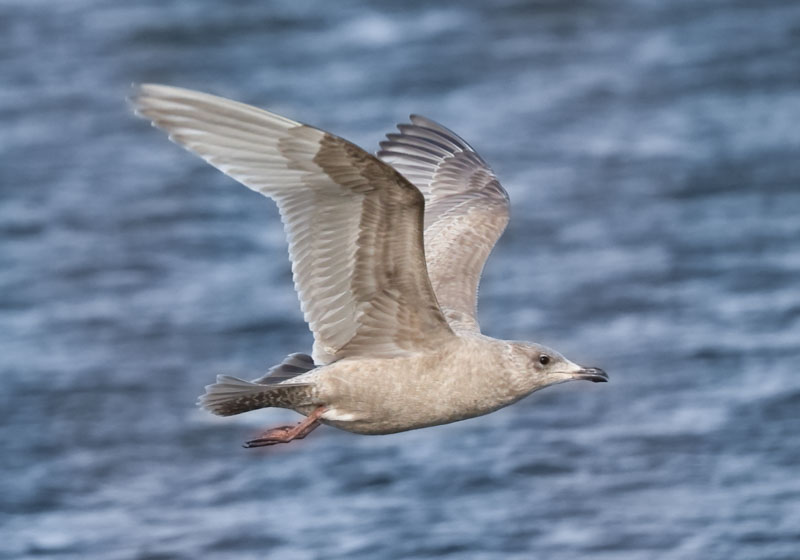 Iceland Gull 