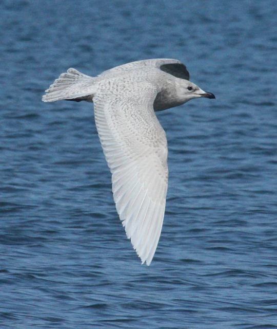 Kumlien's Iceland Gull Photo 7
