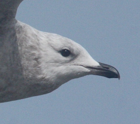 Kumlien's Iceland Gull Photo 8