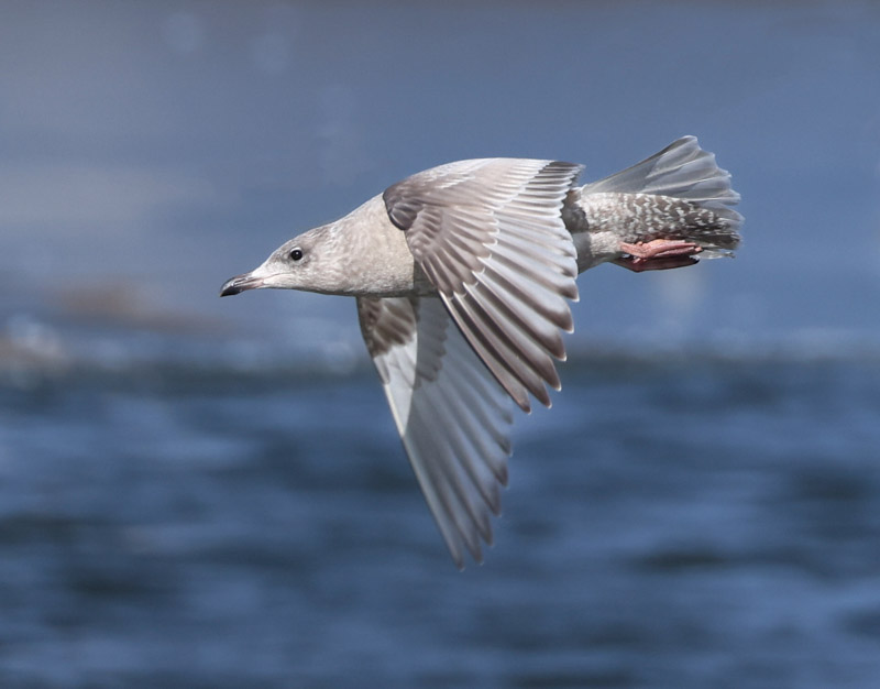 Iceland Gull 