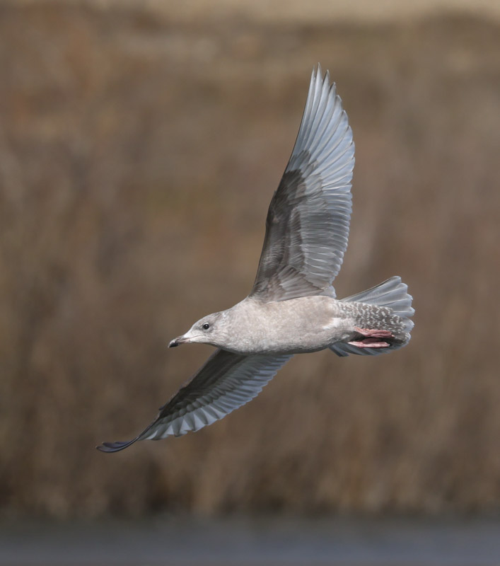 Iceland Gull 