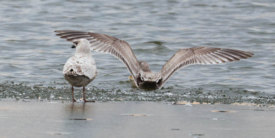 Iceland Gull 