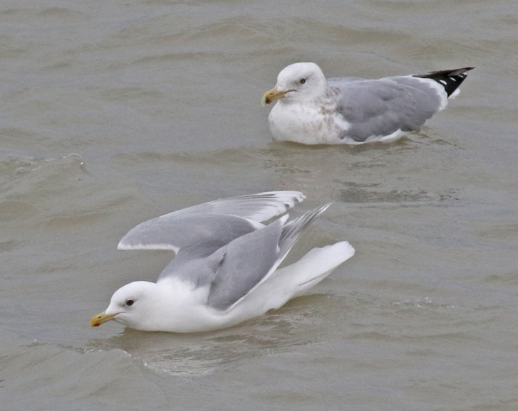 Kumlien's Iceland Gull