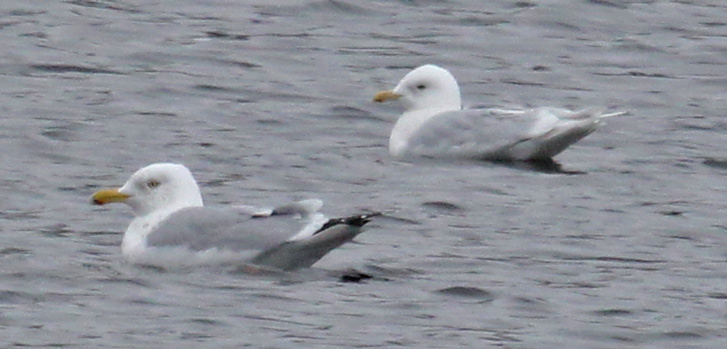 Iceland Gull (adult nominate)