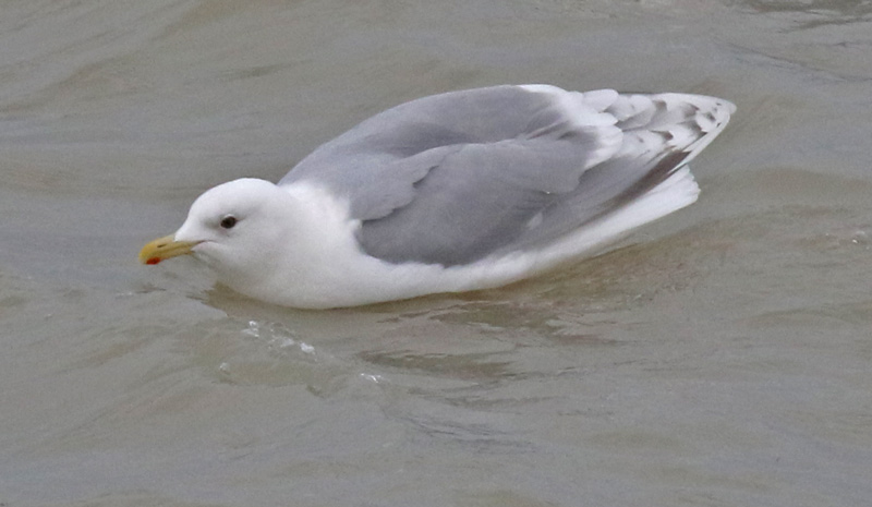 Kumlien's Iceland Gull