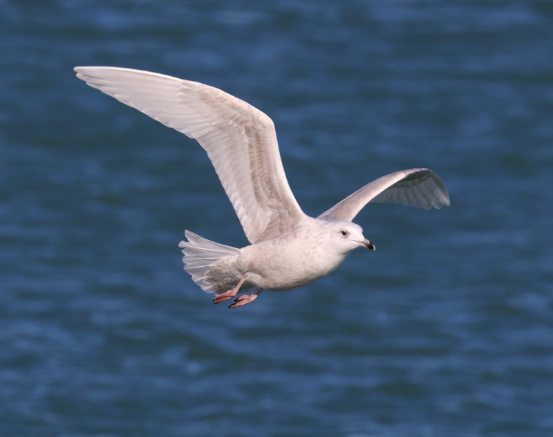 Iceland Gull (2nd cycle in flight)