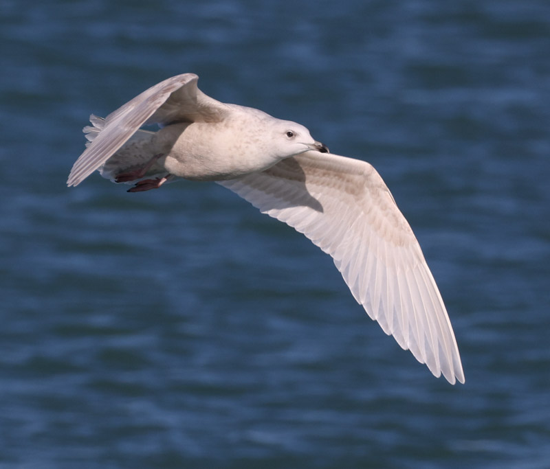 Iceland Gull (2nd cycle in flight)
