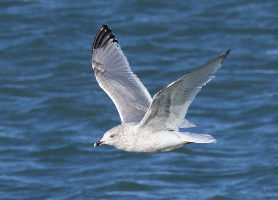 Iceland Gull 