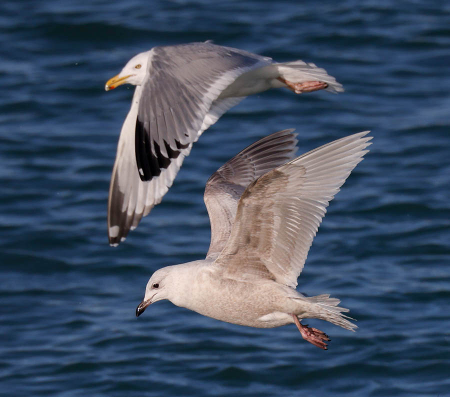 Iceland Gull (1st cycle)